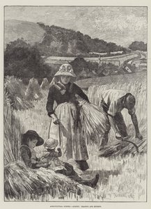 Landbruksscener, august, høsting og innbinding